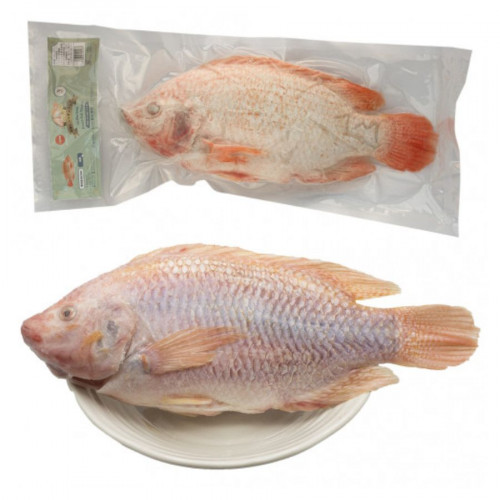 NT05 - Cá Diêu hồng nguyên con 冷凍レッドティラピア - 10kg/thùng . Con từ 500g～